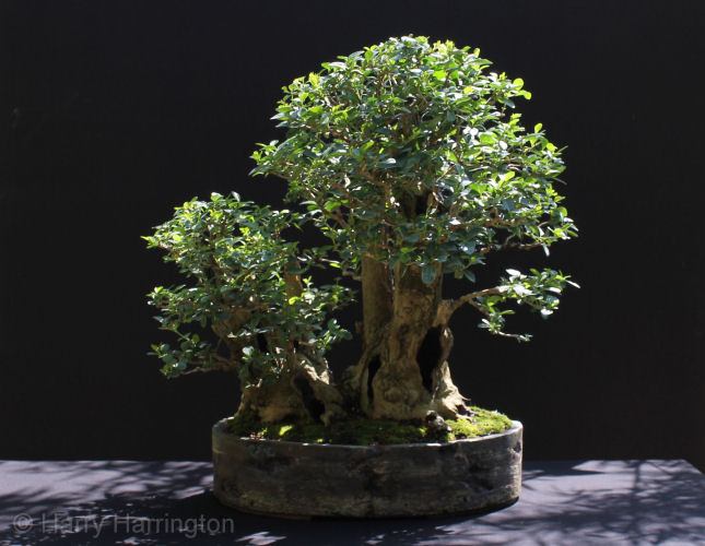Privet MultiTrunk Bonsai